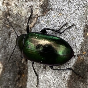 Chalcopteroides columbinus at Greenway, ACT - 20 Nov 2021