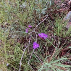 Thysanotus tuberosus (Common Fringe-lily) at Fraser, ACT - 20 Nov 2021 by Rosie