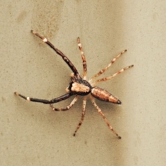 Helpis minitabunda (Threatening jumping spider) at Jerrabomberra, NSW - 20 Nov 2021 by TmacPictures