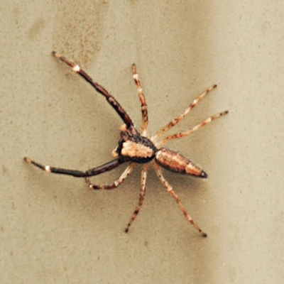 Helpis minitabunda (Threatening jumping spider) at Mount Jerrabomberra - 20 Nov 2021 by TmacPictures