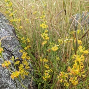 Pimelea curviflora at Stromlo, ACT - 20 Nov 2021