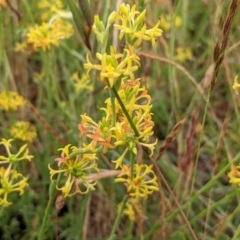 Pimelea curviflora at Stromlo, ACT - 20 Nov 2021 04:06 PM