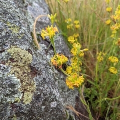 Pimelea curviflora at Stromlo, ACT - 20 Nov 2021