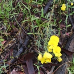 Gompholobium huegelii (Pale Wedge Pea) at Tralee, NSW - 20 Nov 2021 by jamesjonklaas