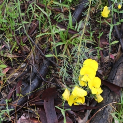 Gompholobium huegelii (pale wedge–pea) at Tralee, NSW - 20 Nov 2021 by jamesjonklaas