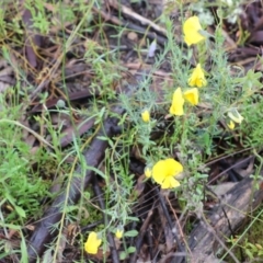 Gompholobium huegelii at Tralee, NSW - 20 Nov 2021