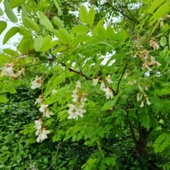 Robinia pseudoacacia (Black Locust) at Garran, ACT - 20 Nov 2021 by Mike