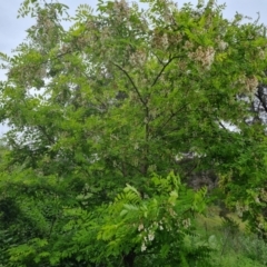 Robinia pseudoacacia at Garran, ACT - 20 Nov 2021 04:47 PM