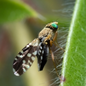 Spathulina acroleuca at Spence, ACT - 20 Nov 2021