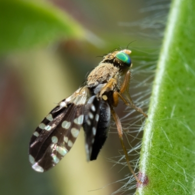 Spathulina acroleuca (A seed fly) at Spence, ACT - 20 Nov 2021 by DW