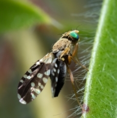 Spathulina acroleuca (A seed fly) at Spence, ACT - 20 Nov 2021 by DW
