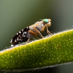 Spathulina acroleuca at Spence, ACT - 20 Nov 2021