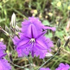 Thysanotus tuberosus (Common Fringe-lily) at Bruce, ACT - 20 Nov 2021 by goyenjudy