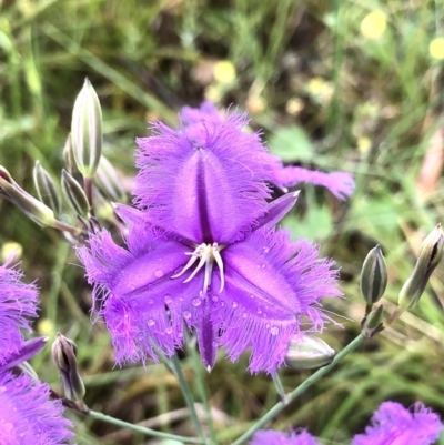 Thysanotus tuberosus (Common Fringe-lily) at Bruce Ridge to Gossan Hill - 20 Nov 2021 by goyenjudy
