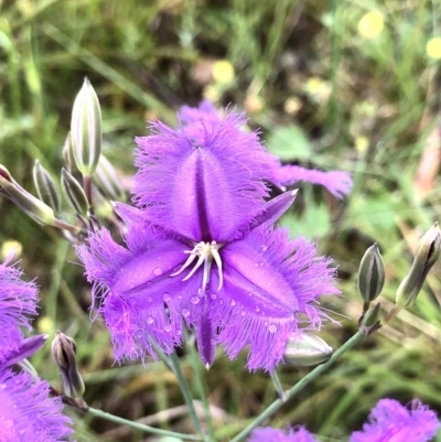 Thysanotus tuberosus (Common Fringe-lily) at Gossan Hill - 20 Nov 2021 by goyenjudy