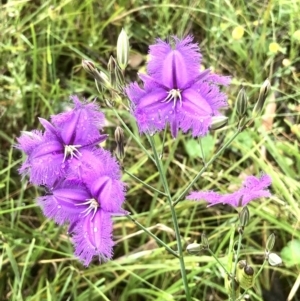 Thysanotus tuberosus at Bruce, ACT - 20 Nov 2021 11:02 AM