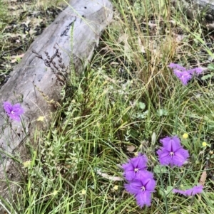 Thysanotus tuberosus at Bruce, ACT - 20 Nov 2021 11:02 AM