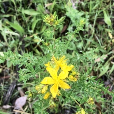 Hypericum perforatum (St John's Wort) at Bruce Ridge to Gossan Hill - 19 Nov 2021 by goyenjudy