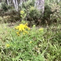 Hypericum perforatum at Bruce, ACT - 20 Nov 2021 10:57 AM