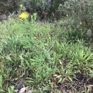 Hypericum perforatum at Bruce, ACT - 20 Nov 2021