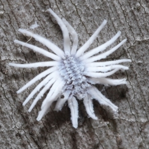 Cryptolaemus montrouzieri at Acton, ACT - 19 Nov 2021