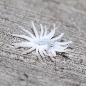 Cryptolaemus montrouzieri at Acton, ACT - 19 Nov 2021