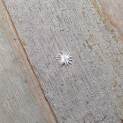 Cryptolaemus montrouzieri at Acton, ACT - 19 Nov 2021