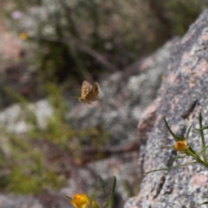 Trapezites luteus at Fadden, ACT - 2 Nov 2021