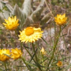 Trapezites luteus at Fadden, ACT - 2 Nov 2021 12:37 PM