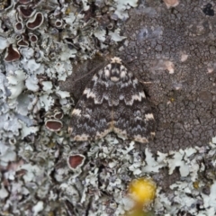 Halone coryphoea (Eastern Halone moth) at Fadden, ACT - 2 Nov 2021 by RAllen