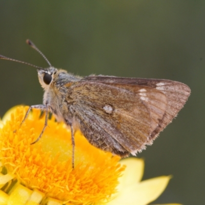 Trapezites luteus (Yellow Ochre, Rare White-spot Skipper) at Fadden, ACT - 2 Nov 2021 by RAllen