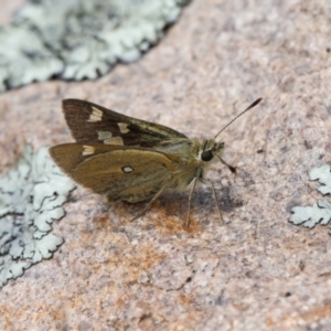 Trapezites luteus at Jerrabomberra, ACT - 2 Nov 2021