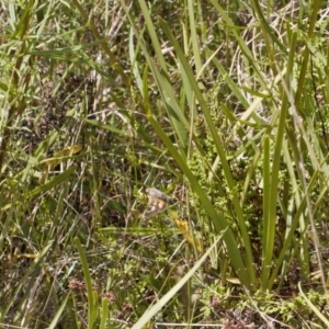 Trapezites luteus at Jerrabomberra, ACT - 2 Nov 2021