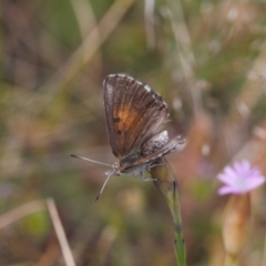 Lucia limbaria (Chequered Copper) at Jerrabomberra, ACT - 2 Nov 2021 by RAllen