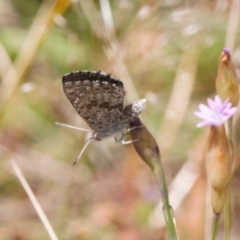 Lucia limbaria at Jerrabomberra, ACT - 2 Nov 2021 01:49 PM