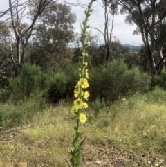 Verbascum virgatum (Green Mullein) at Bruce, ACT - 10 Nov 2021 by goyenjudy