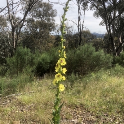 Verbascum virgatum (Green Mullein) at Bruce Ridge to Gossan Hill - 10 Nov 2021 by goyenjudy