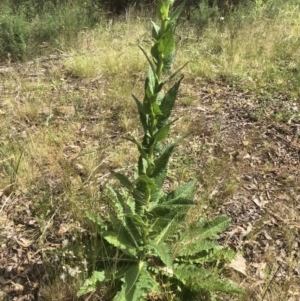 Verbascum virgatum at Bruce, ACT - 11 Nov 2021