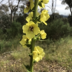 Verbascum virgatum at Bruce, ACT - 11 Nov 2021