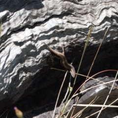 Morethia boulengeri (Boulenger's Skink) at Wanniassa Hill - 8 Nov 2021 by RAllen