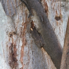 Ardozyga (genus) (Twirler moth, gelechiid moth) at Macarthur, ACT - 8 Nov 2021 by RAllen