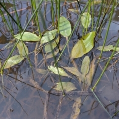 Potamogeton sp (cheesemanii or sulcatus) (Pondweed) at Currawang, NSW - 18 Nov 2021 by camcols
