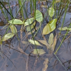 Potamogeton sp (cheesemanii or sulcatus) (Pondweed) at Currawang, NSW - 17 Nov 2021 by camcols