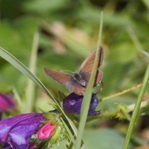 Acrodipsas myrmecophila at suppressed - suppressed