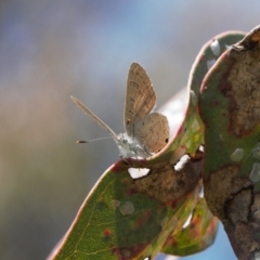 Acrodipsas myrmecophila at suppressed - suppressed