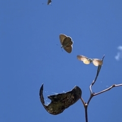 Acrodipsas myrmecophila at suppressed - suppressed