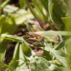 Taractrocera papyria at Curtin, ACT - 9 Nov 2021