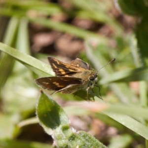 Taractrocera papyria at Curtin, ACT - 9 Nov 2021