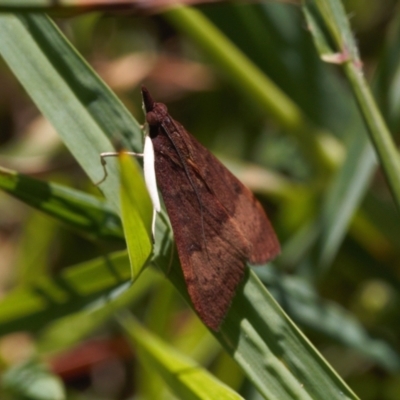 Uresiphita ornithopteralis (Tree Lucerne Moth) at Curtin, ACT - 9 Nov 2021 by RAllen