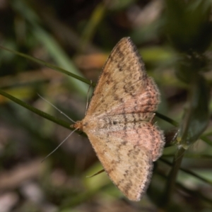 Scopula rubraria at Curtin, ACT - 9 Nov 2021 12:38 PM